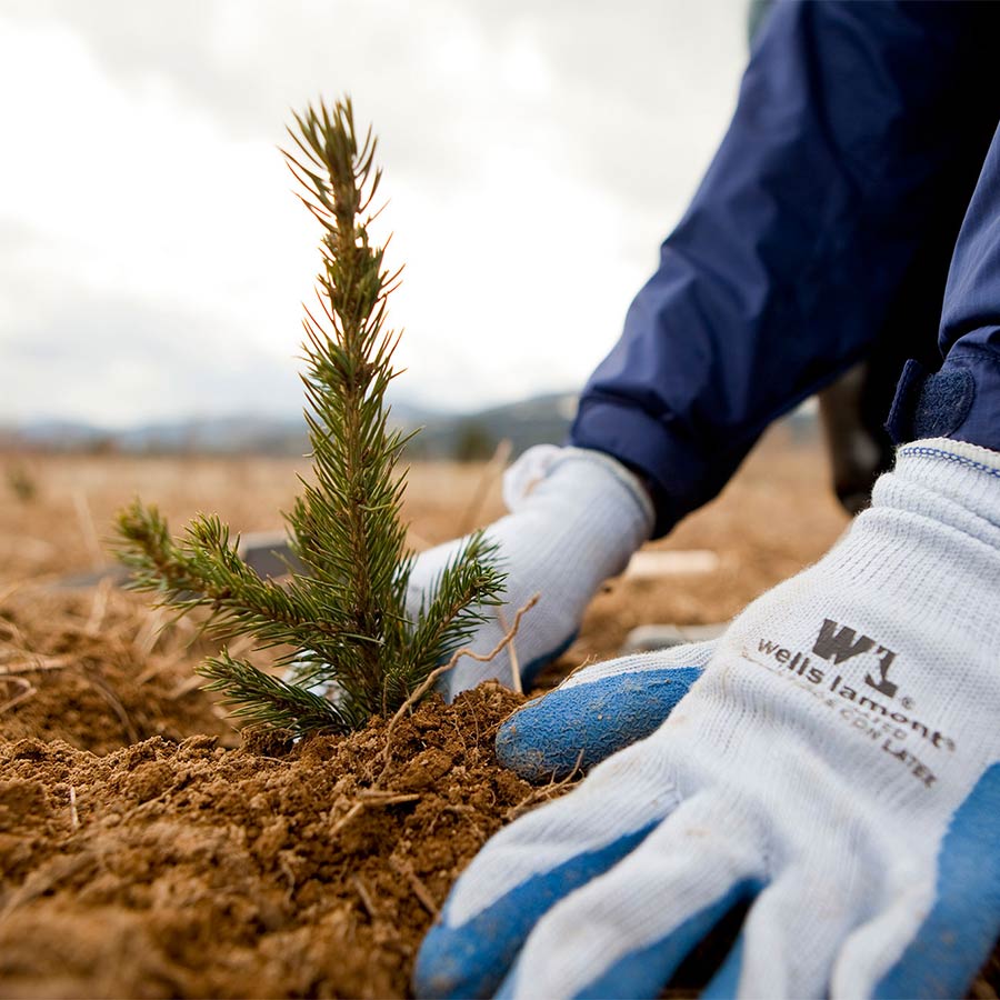 Highland Flats Tree Farm in Naples Idaho