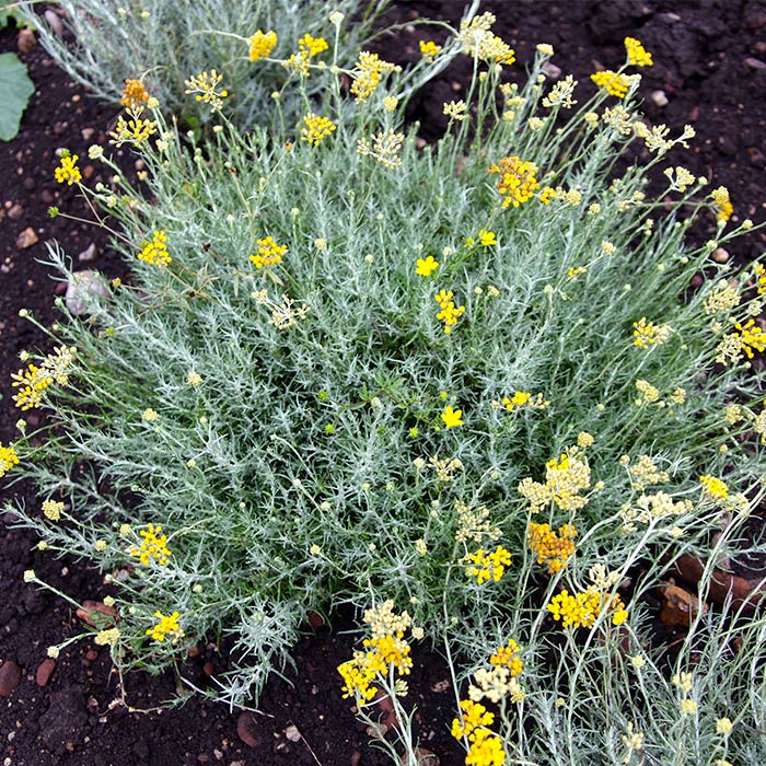 Helichrysum Farm in Split, Croatia