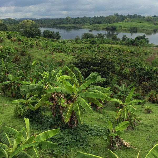 Young Living Farm in Guayaquil, Ecuador