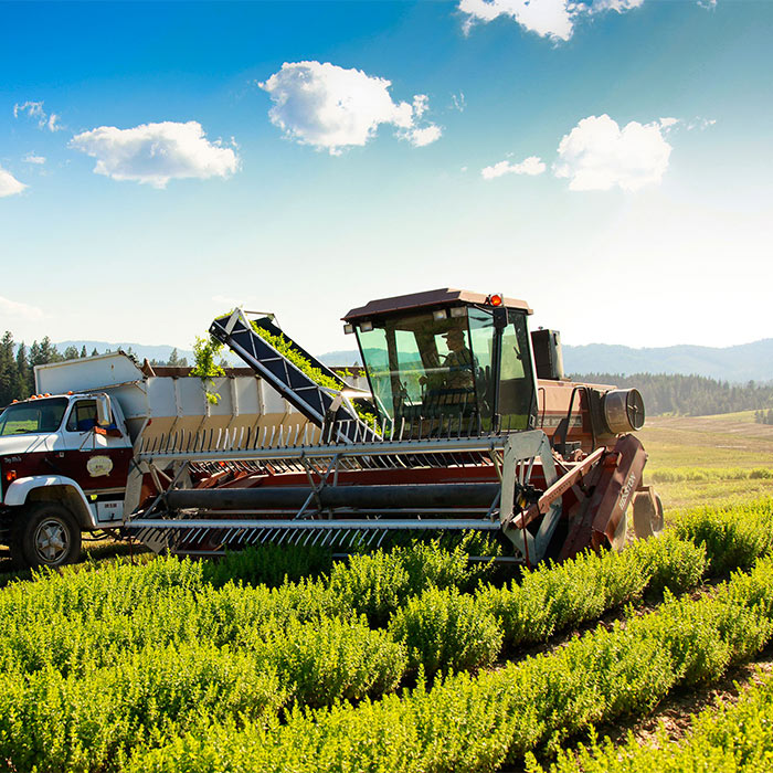 St. Maries Farm located in Idaho, U.S.